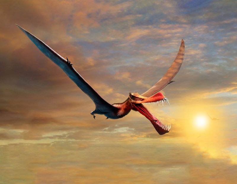 A Record-Breaking Wingspan For The Jurassic Period