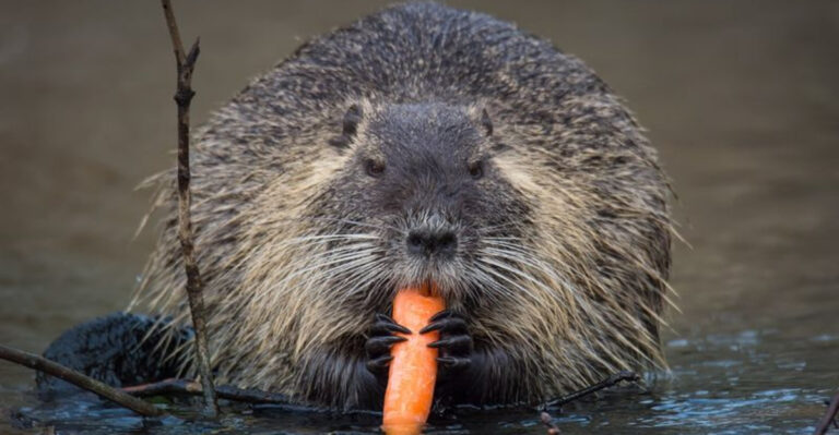 Meet Nutria: They Look Like Beavers, But Cause Way More Damage