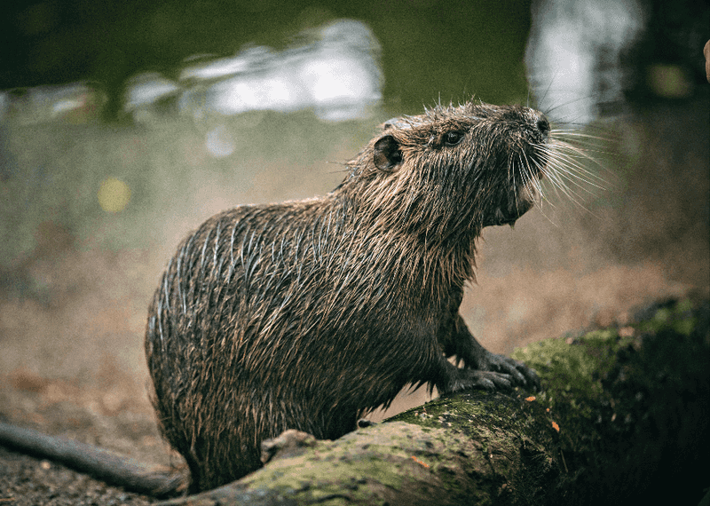 Nutria Are Large, Semi-Aquatic Rodents