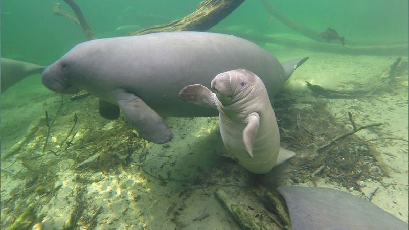 Manatee