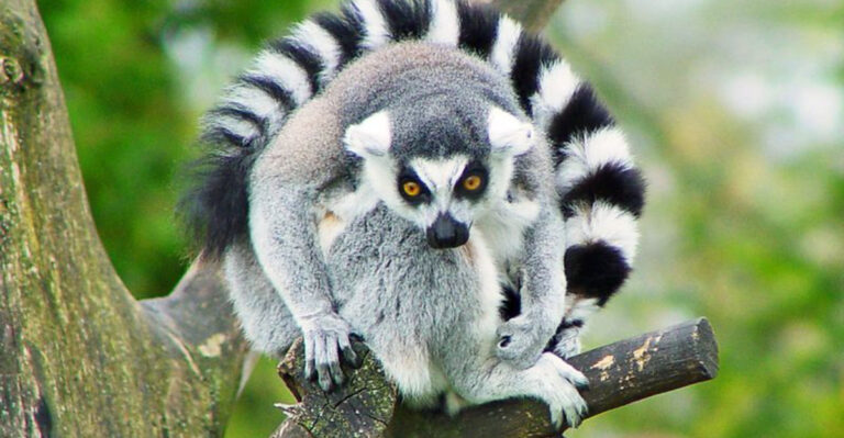 Meet Rare Animal Species At Miami’s Wildlife Sanctuary