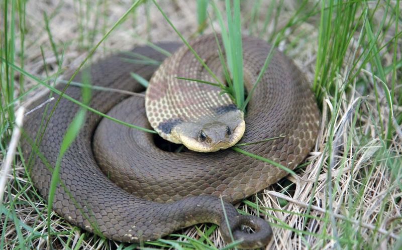 Eastern Hognose Snake – The Drama Queen