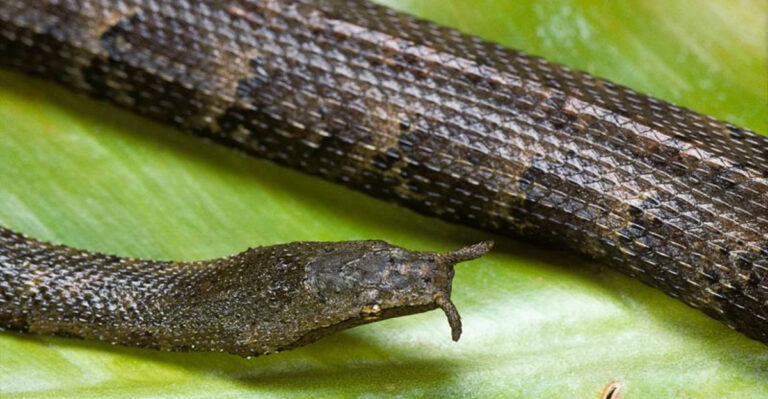 Meet The 15 Weirdest Snakes Found In The U.S.