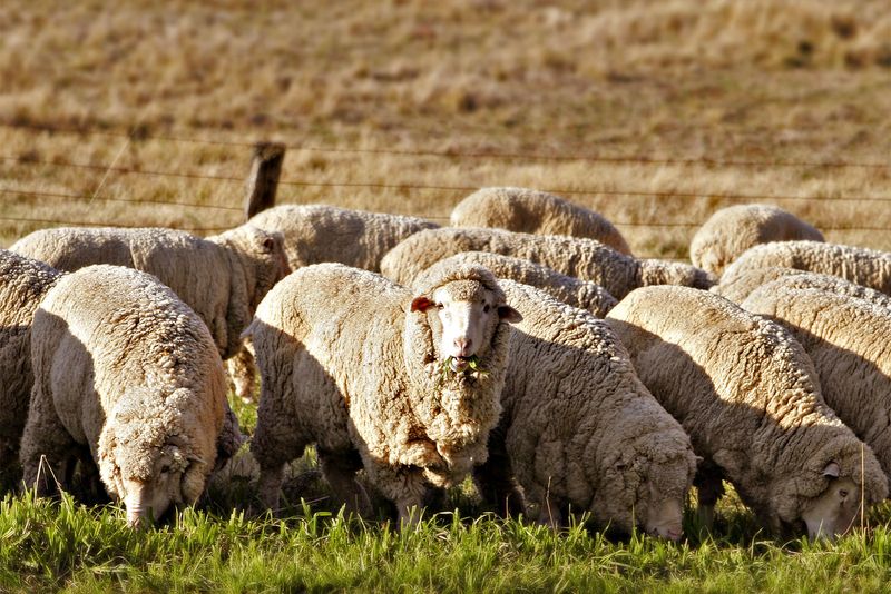 Nature's Lawnmowers: Sheep