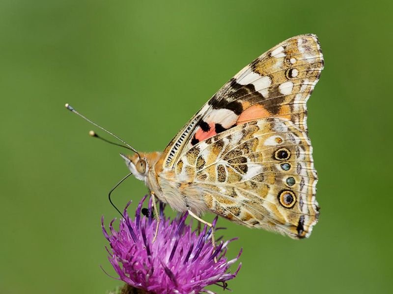 American Lady Vs. Painted Lady: How To Tell Them Apart