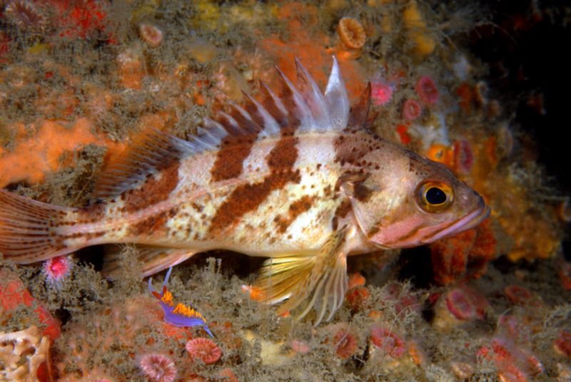 The Methuselah Of The Sea