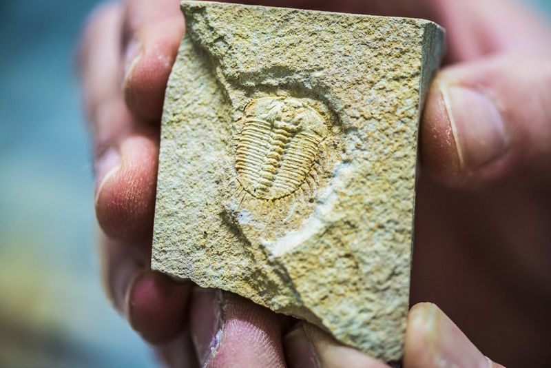The Science Of Dating Fossils Using Gamma Radiation