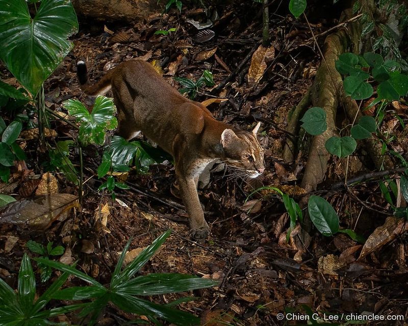 Why This Wild Feline Is One Of Asia's Least Seen Predators