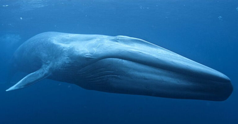 Meet The Largest Whale In History