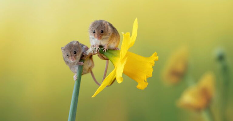 Meet The Most Surprising Pollinators On Earth