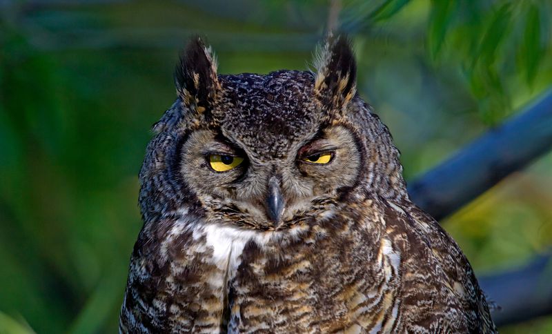 Great Horned Owl: The Fierce Night Hunter
