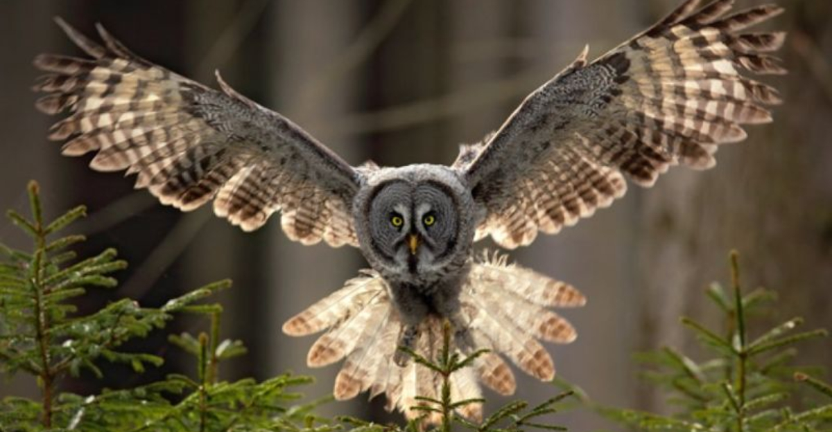 Meet The Owls Of North America: 15 Fascinating Species To Know