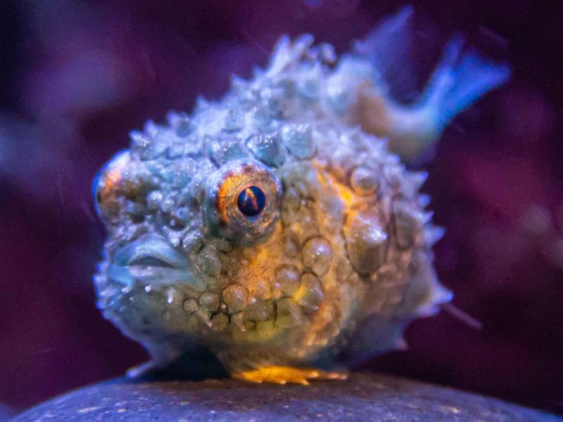 The Cutest Fish You've Never Heard Of
