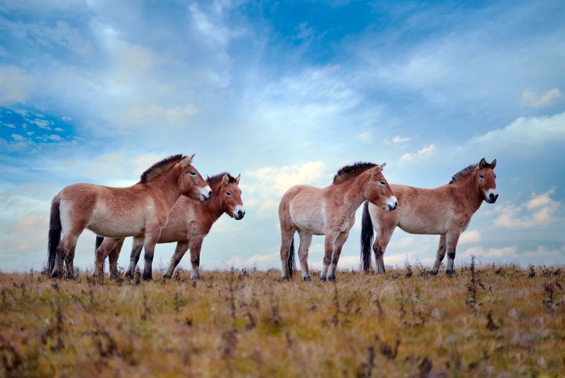 The Only True Wild Horse