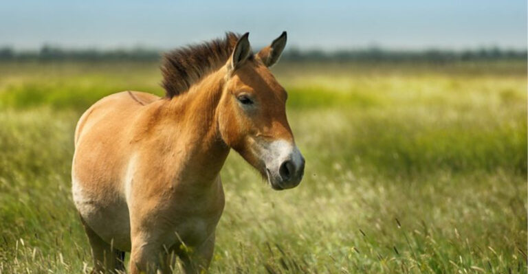 Meet The Przewalski’s Horse: The Last True Wild Horse On Earth