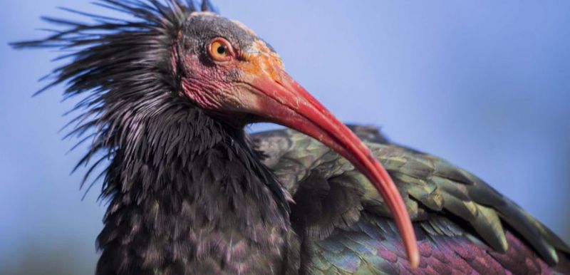 Northern Bald Ibis