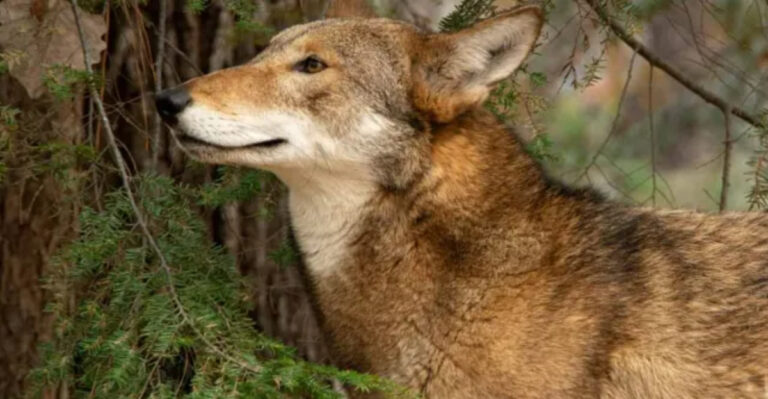 Meet The Rarest Critically Endangered Species On Earth (Ranked)