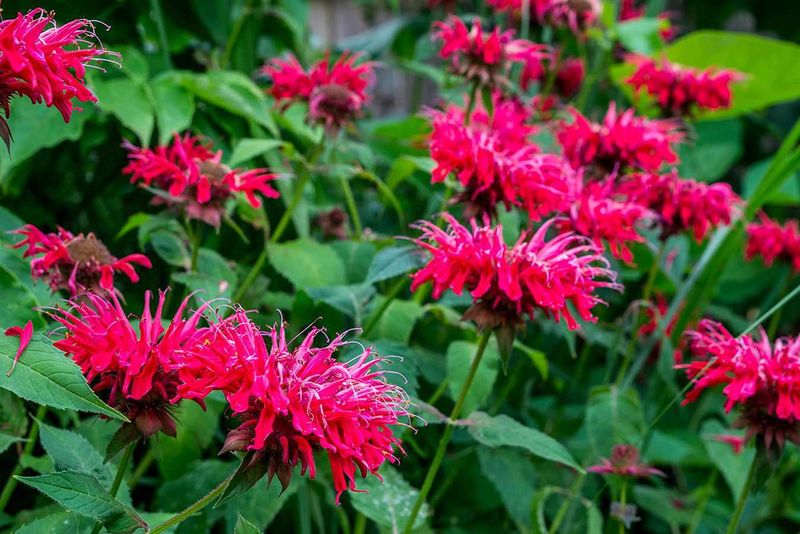 Best Deer-Resistant Shrubs That Still Draw In Hummingbirds