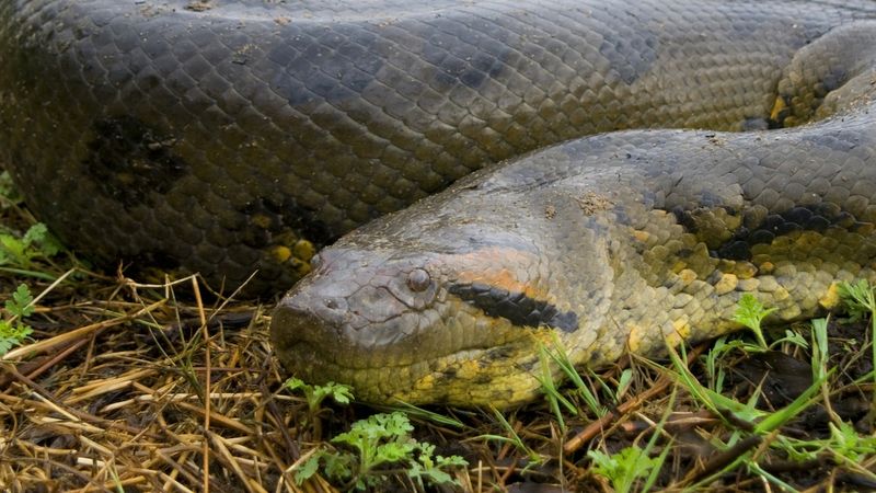 Anaconda: The Amazon's Crushing Colossus
