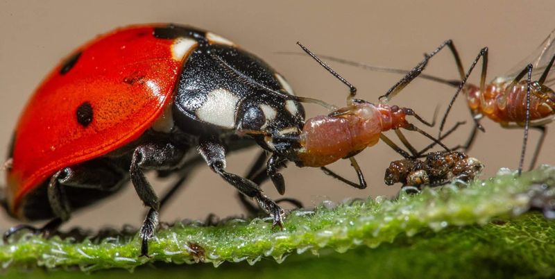 Ladybugs: The Garden's Tiny Defenders