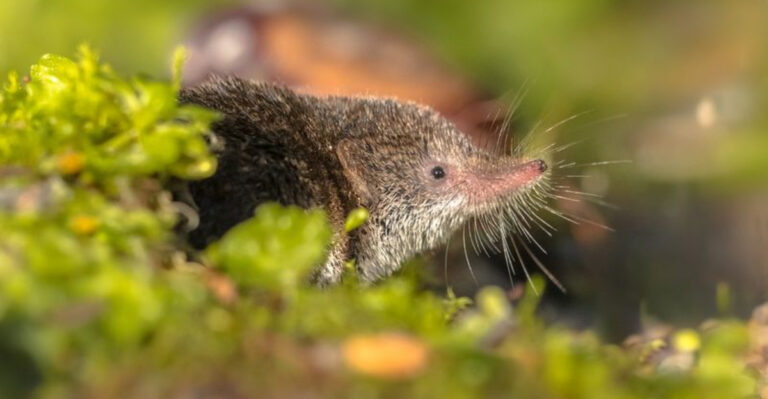 Meet The Tiny Predators Shaping U.S. Ecosystems In Big Ways