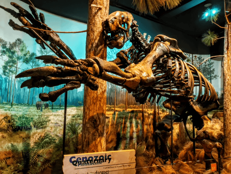 Unique Claw Adaptations