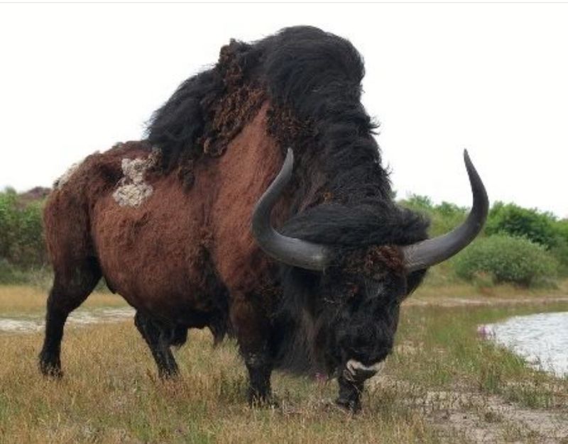 Steppe Bison: The Original Buffalo Soldier