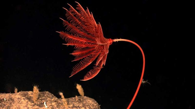 Crinoids (Sea Lilies)