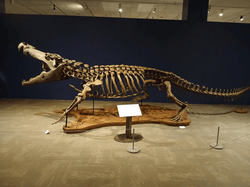 Deinosuchus