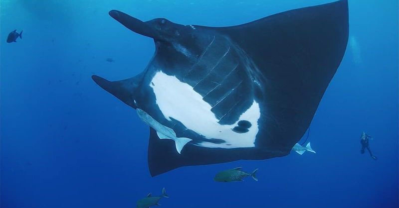 Manta Ray