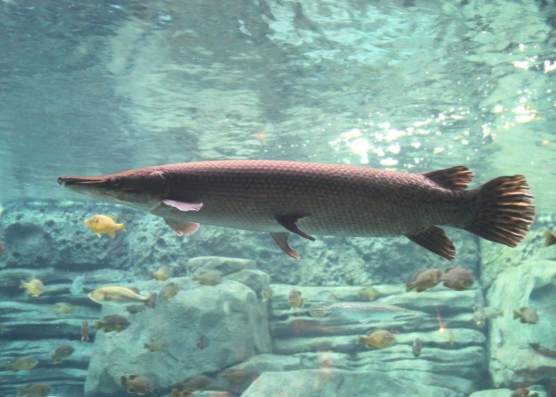 Alligator Gar: Prehistoric Predator