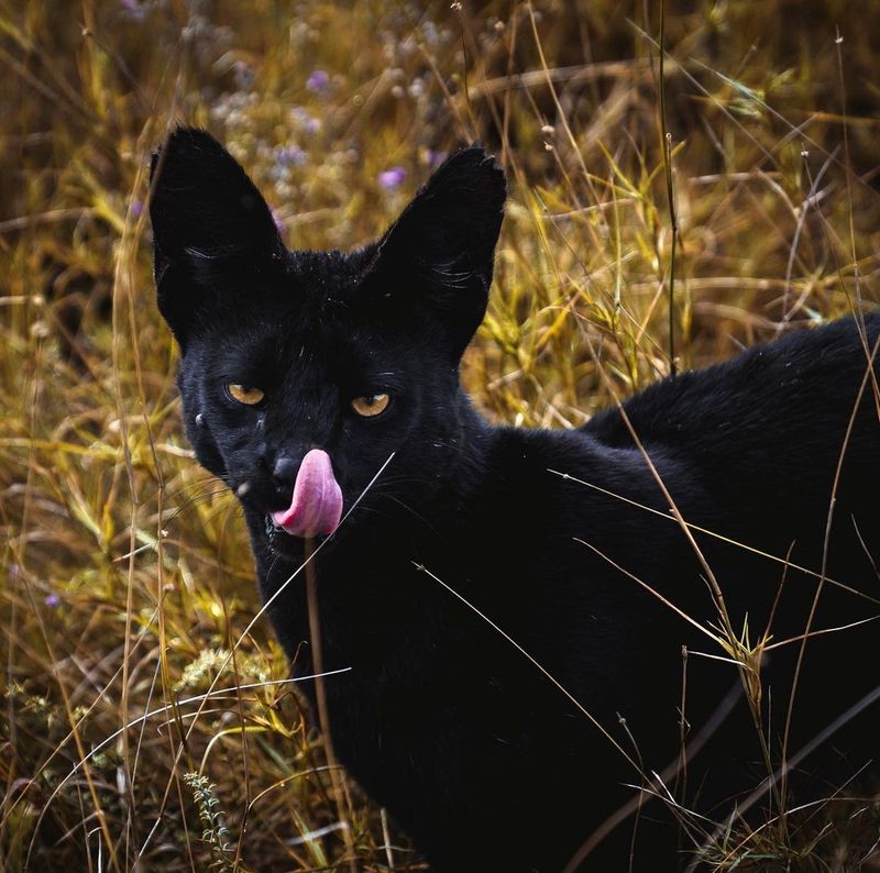 Melanistic Serval