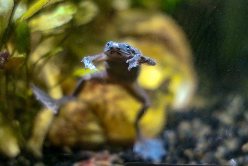 Endearing African Dwarf Frogs