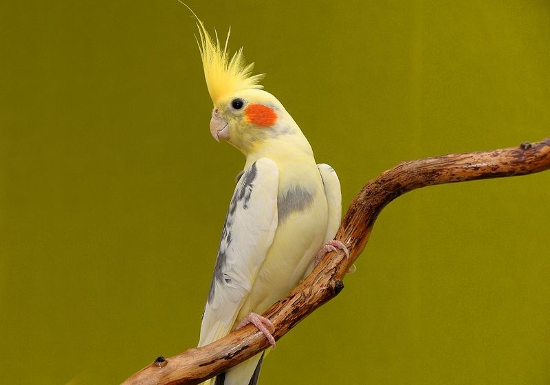 Charming Cockatiels