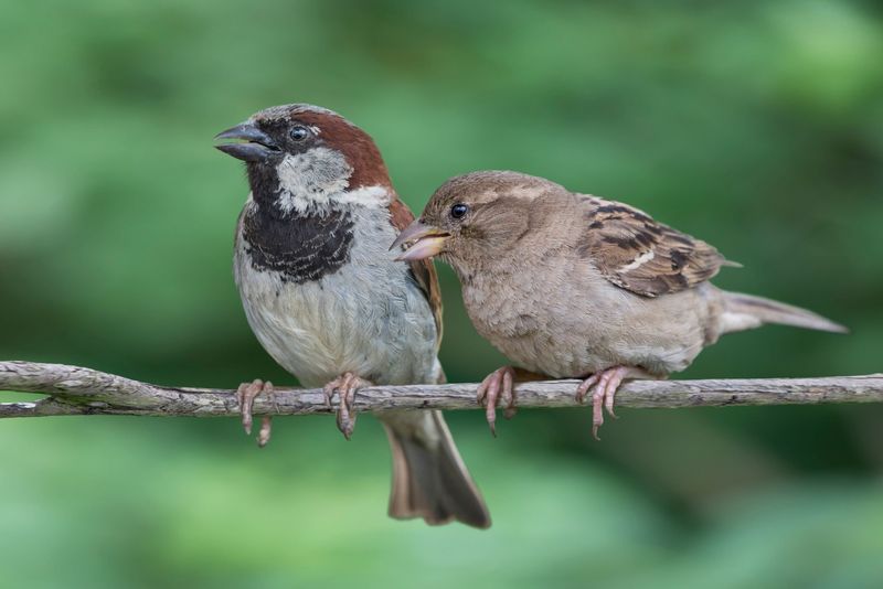 Tiny Troublemaker: House Sparrow