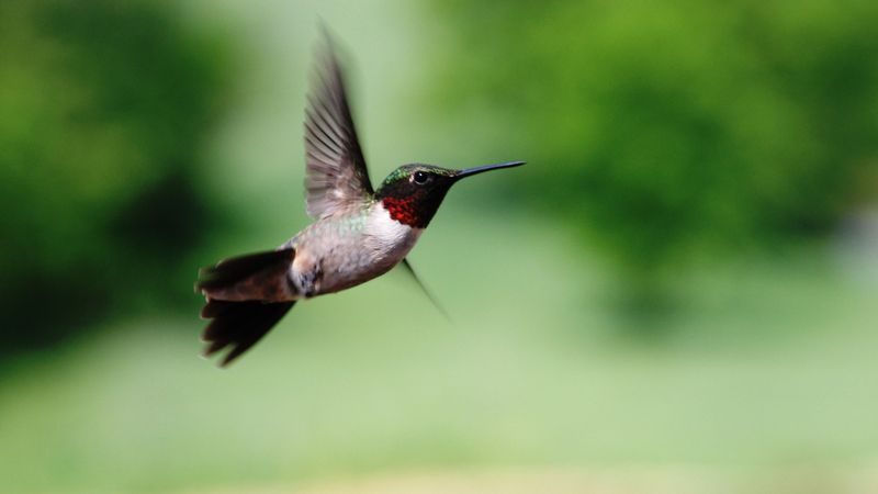Traveling Tremendous Distances During Migration