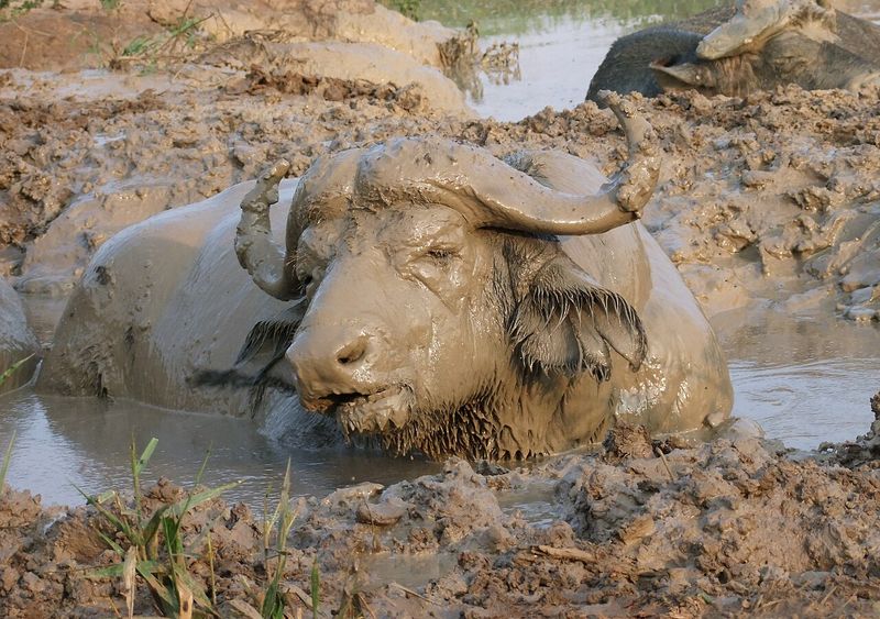 The Mud Bath Enthusiasts