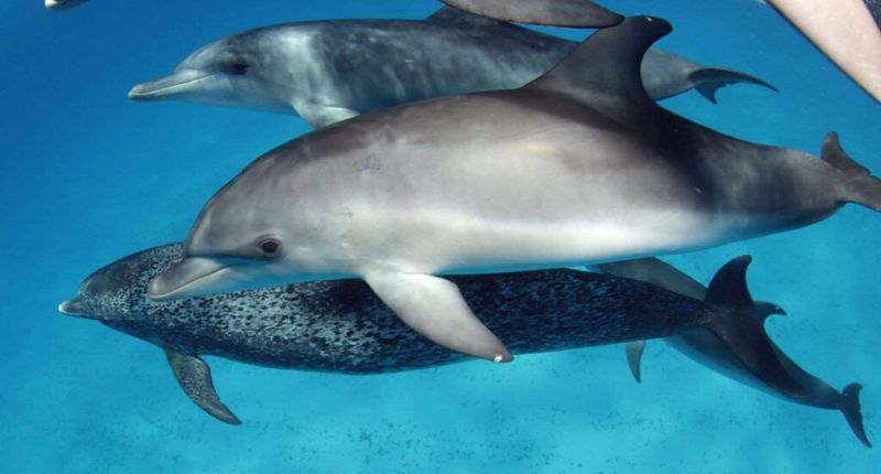 Dolphin Daycare Centers