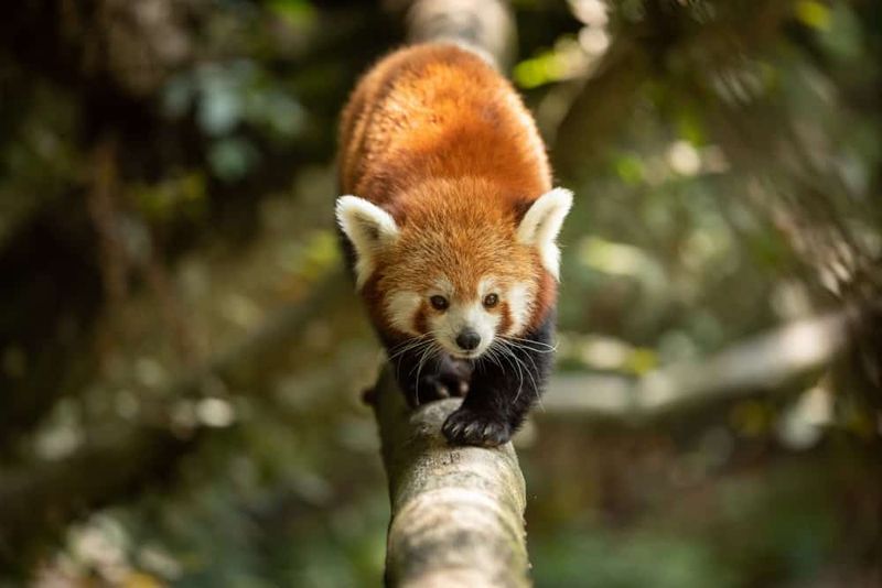 Walking Fire Foxes