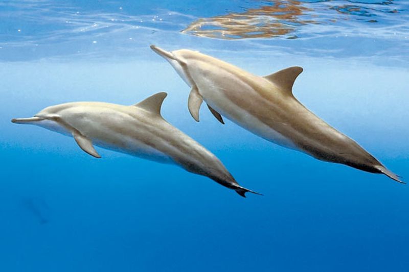 Human-Dolphin Communication Breakthroughs