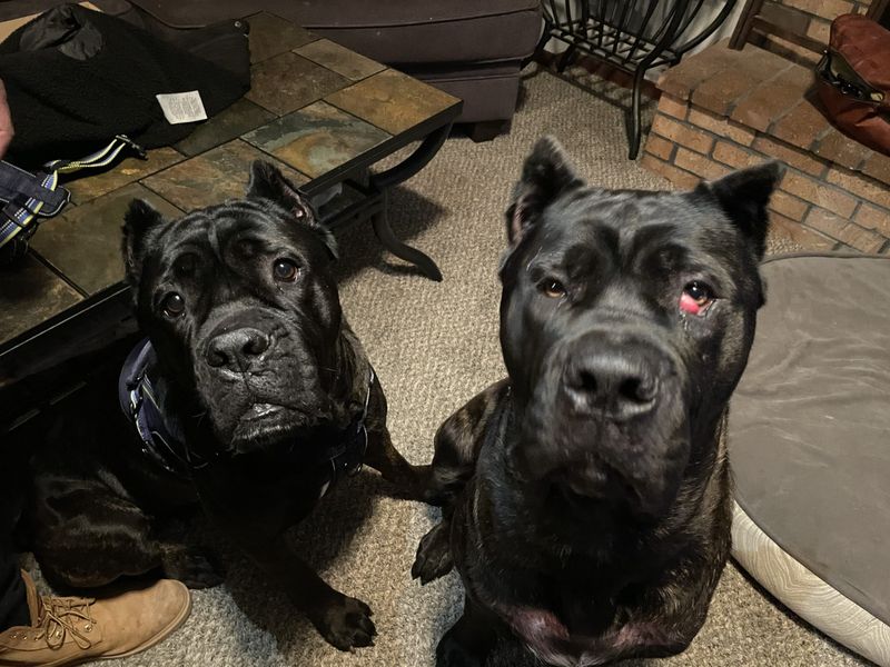 They Can Be Aggressive Toward Other Dogs