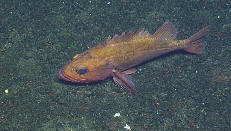 Threatened By Modern Fishing