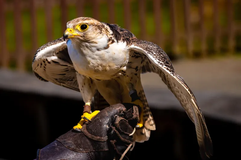Saker Falcon: Central Asian Nomad
