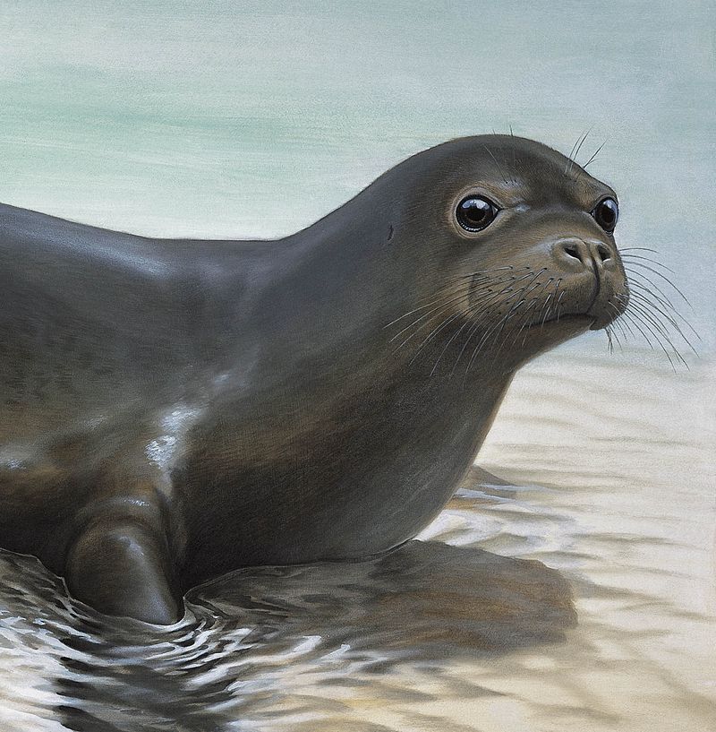 Caribbean Monk Seal: Peaceful Reef Dweller