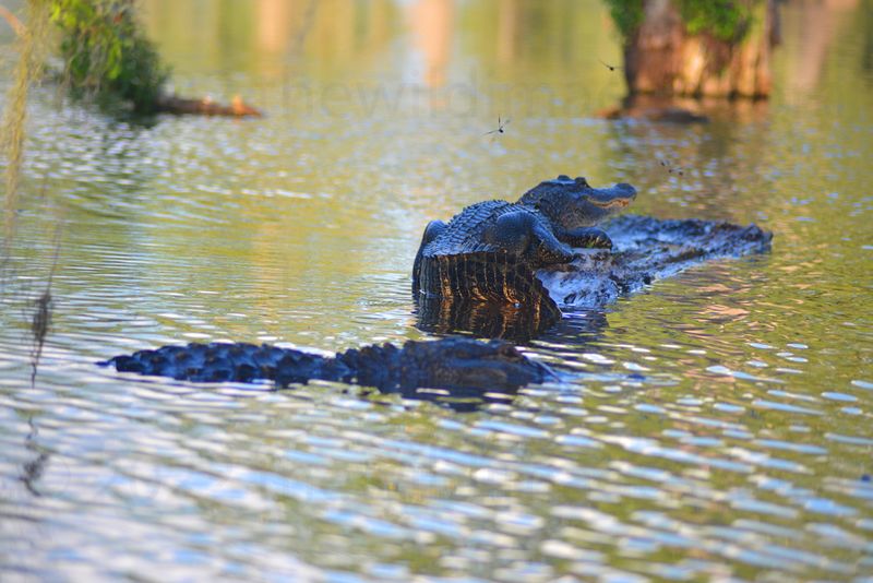 Atchafalaya Basin, Louisiana