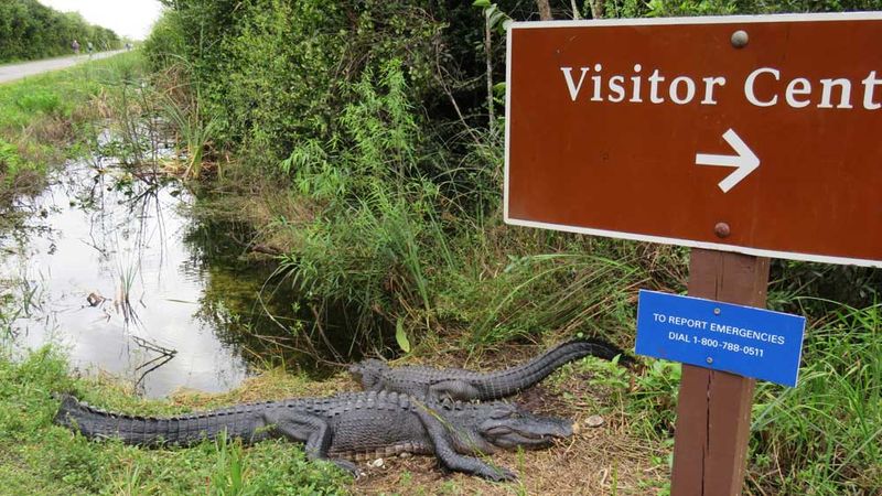 Shark Valley In Everglades National Park