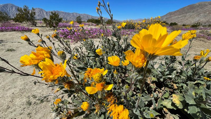 Wild Flowers