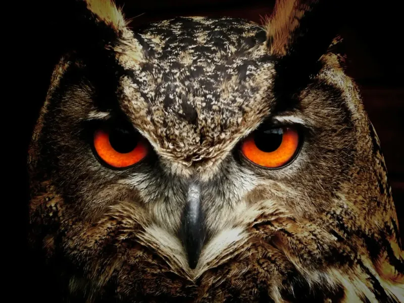 Night Vision Mysteries