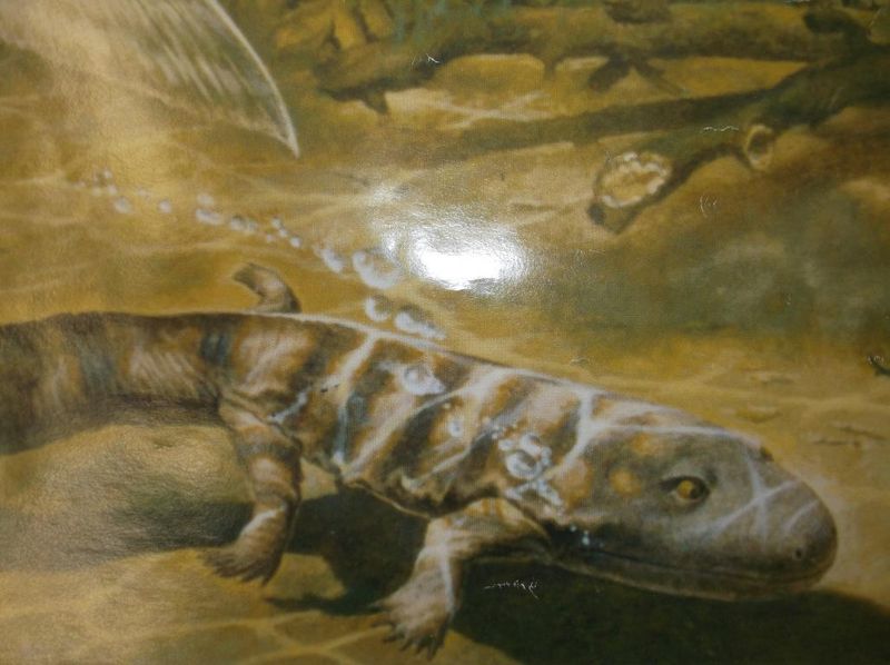 Hynerpeton: The Muscular Trailblazer