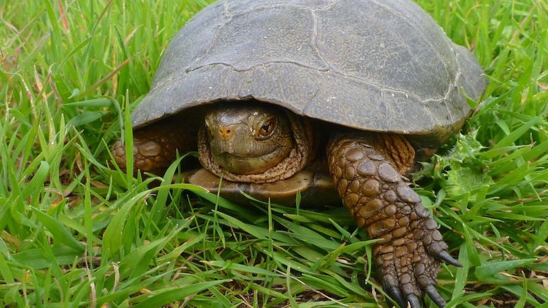 When Turtles Started Coming Back